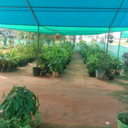 Atin Terrace Garden Nursery, How To Start Terrace Garden In Tamil