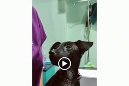 PETRIX - Dr Gautami's Small Animal Clinic