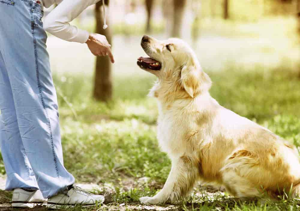 Veterinary hospitals 📌 in Tughlakabad - phone numbers, addresses, reviews - Delhi - Nicelocal.in